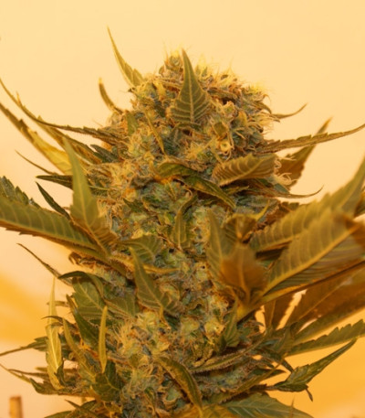 Семена сорта Sour P fem (Resin Seeds)