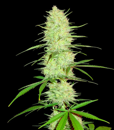 Семена сорта Cinderella's fem (Sumo Seeds)