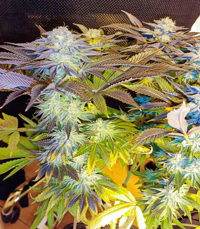 Семена сорта Bay Burger fem (Delicious Seeds)