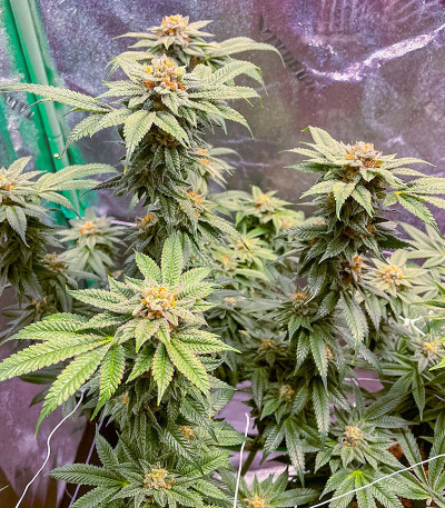 Семена сорта Jealousy fem (7CH American)