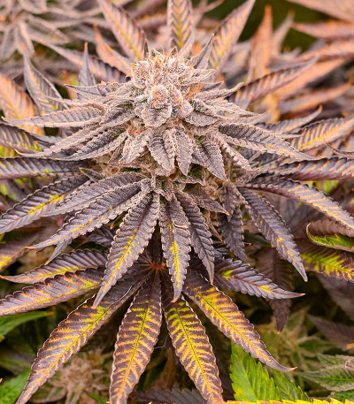 Семена сорта Persian Pie fem (Green House Seeds)