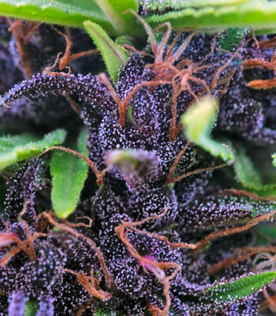 Семена сорта Shaman fem (Dutch Passion)