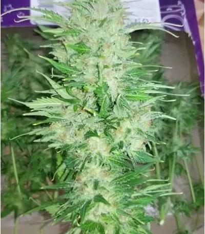 Семена сорта Original AK Auto fem (FastBuds)
