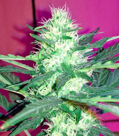 Семена сорта Critical + Autoflowering fem (Dinafem Seeds)