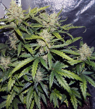 Семена сорта Green Crack Auto fem (FastBuds)