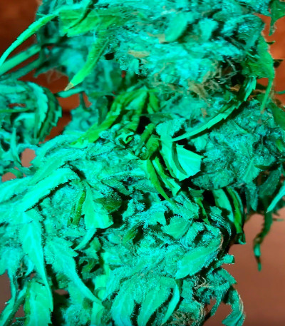 Семена сорта Kripple Roulette fem (Dr. Krippling Seeds)