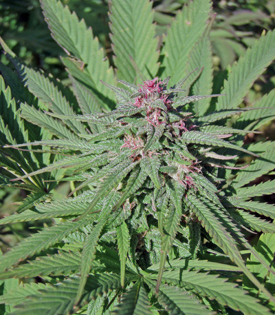 Семена сорта Serious 6 fem (Serious Seeds)