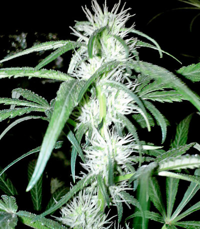 Семена сорта Strawberry Blue fem (World of Seeds)