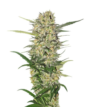 Семена сорта Northern Light fem (Royal Queen Seeds)