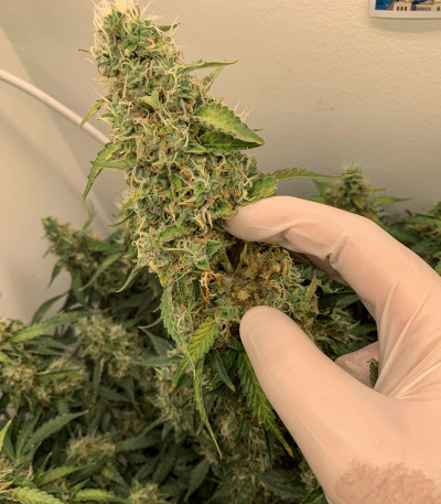 Семена сорта Auto Glueberry O.G. fem (Dutch Passion)