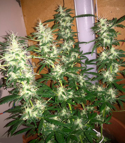 Семена сорта Auto Super Hash fem (Pyramid Seeds)