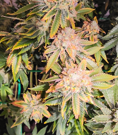 Семена сорта LSD fem (Barney's Farm)