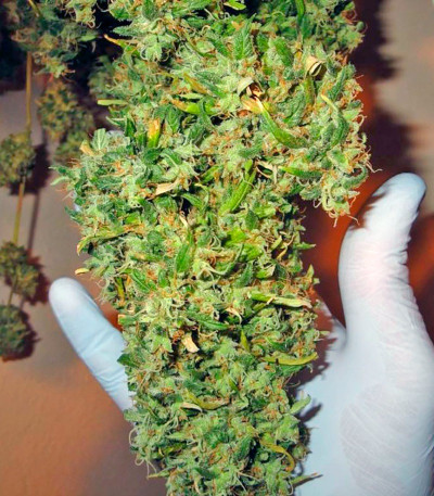 Семена сорта Mango Haze fem