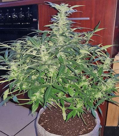 Семена сорта Easy Ryder Auto fem (Семяныч)