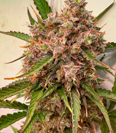 Семена сорта Crime Caramel 2 Auto fem (Семяныч)