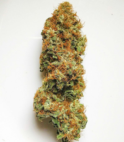 Семена сорта Euforia X fem (Семяныч)