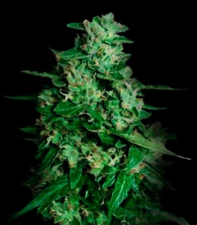 Семена сорта Auto Northern Delights fem (VIP seeds)