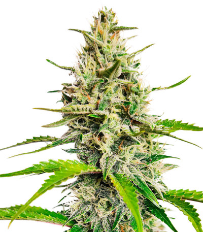 Семена конопли сорта Zoap от 7CH American