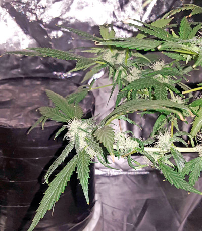 Семена сорта Afghan Kush X Black Domina fem (World of Seeds)