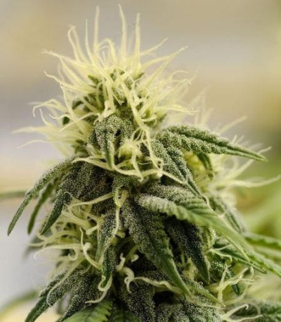 Семена сорта Allkush fem (Paradise Seeds)