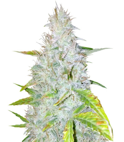 Семена сорта Auto AK fem (Female Seeds)