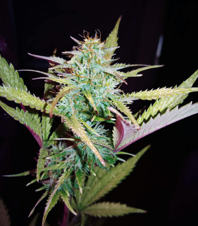 Семена сорта Lemon AK Auto fem (FastBuds)