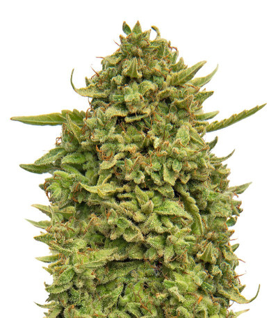 Семена сорта Pineapple Chunk fem (Семяныч)