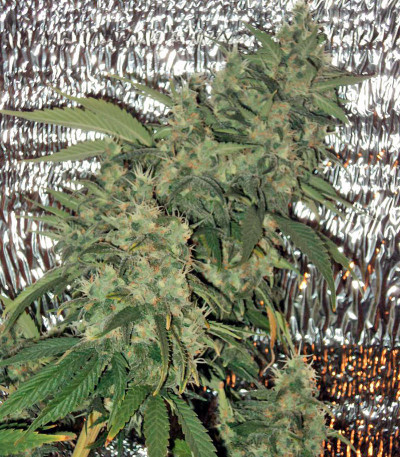 Семена сорта AK 47 reg (Serious Seeds)