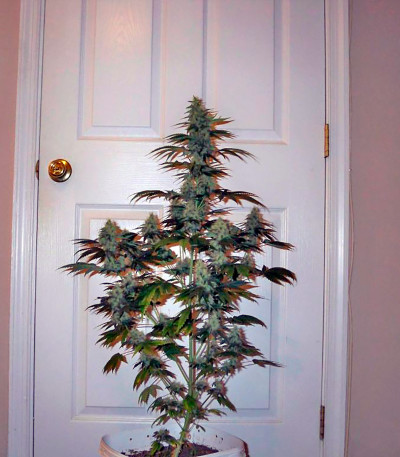 Семена сорта BCN Diesel Max Auto fem