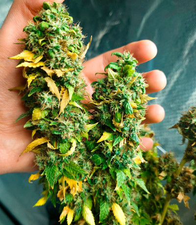 Семена сорта Blueberry OG fem (AlphaFem Seeds)