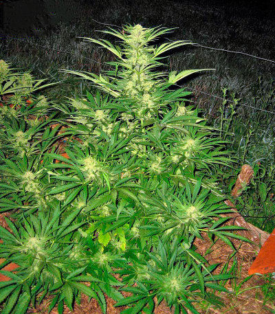 Семена сорта Critical Mass CBD fem