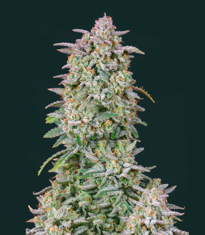Семена сорта Forbidden Runtz Auto fem (FastBuds)
