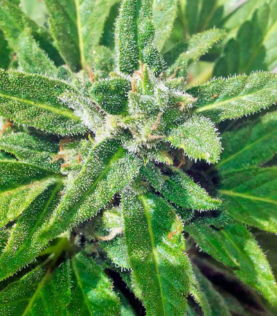 Семена сорта Industrial Plant fem