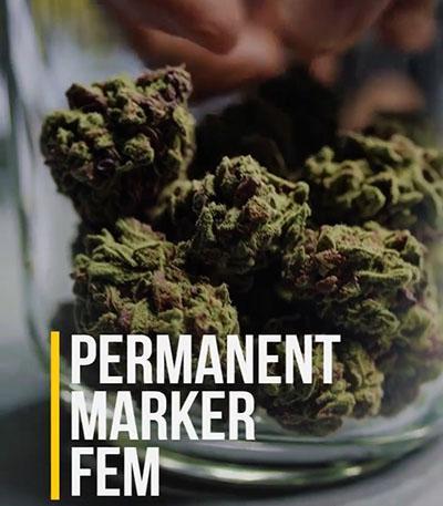 Семена конопли сорта Permanent Marker fem (7CH American)