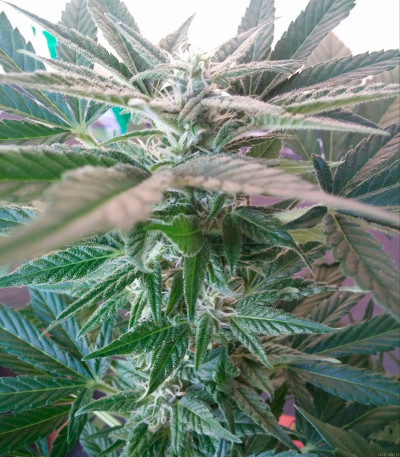 Семена сорта Stress Killer Automatic fem (Royal Queen Seeds)