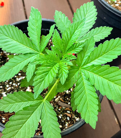 Семена сорта Purple Punch (00 Seeds)