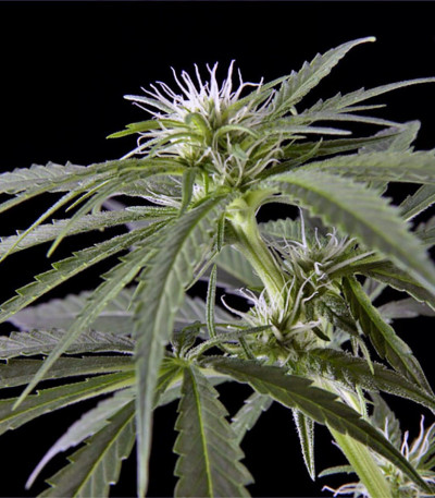 Семена сорта Arjan's Haze #2 fem