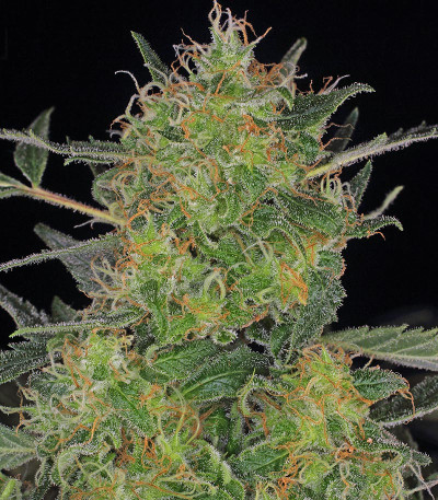Семена сорта CBD-Chronic fem (Serious Seeds)