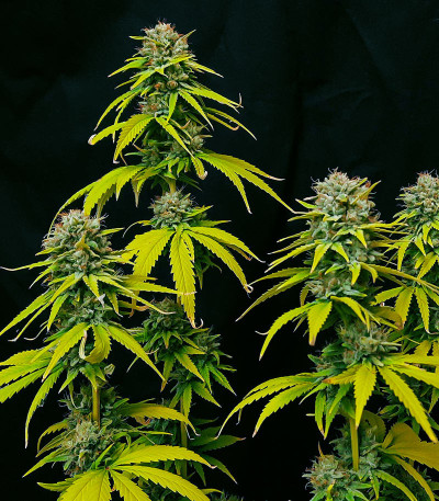 Семена сорта CBG-Force fem (Dutch Passion)