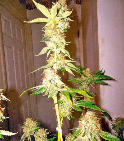 Семена сорта Dinachem fem