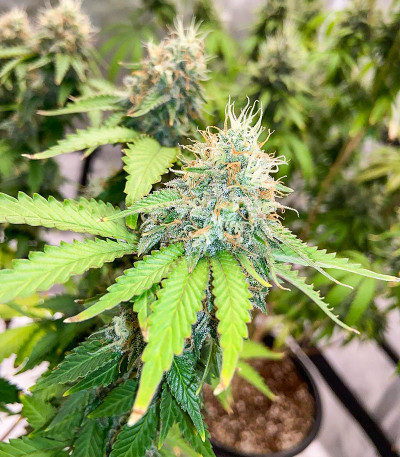 Семена сорта Monster Zkittles (Monster Genetics)