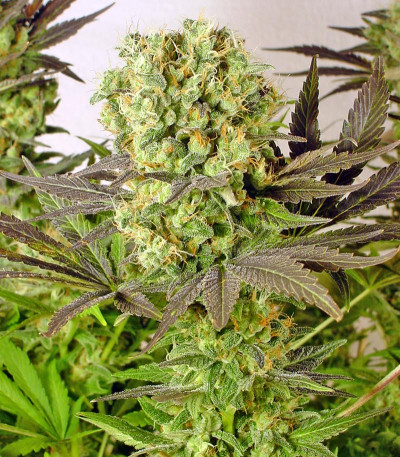 Семена сорта Motavation fem (Serious Seeds)