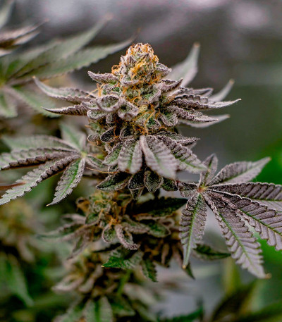 Семена сорта Poddy Mouth fem (Humboldt Seed Company)