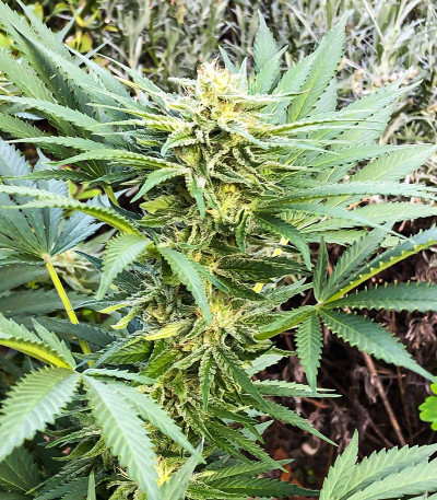 Семена сорта Deep Mandarine CBD fem (Delicious Seeds)