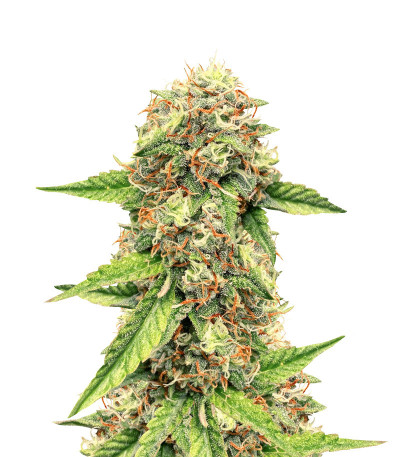 Семена сорта Auto Colorado Cookies fem (Dutch Passion)