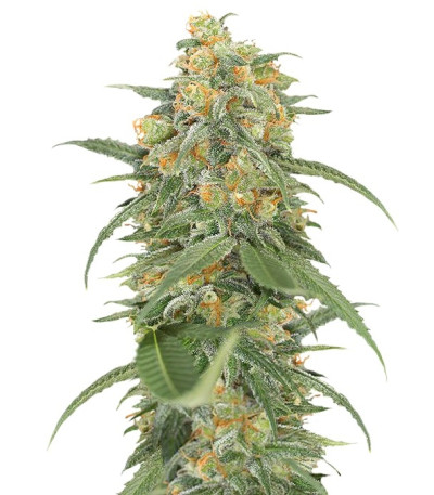 Семена сорта Green Crack fem (Humboldt Seed Organization)