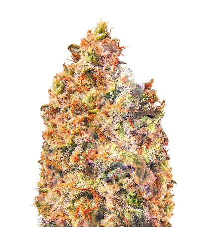 Семена сорта Mind Cantrol fem (Dr. Krippling Seeds)