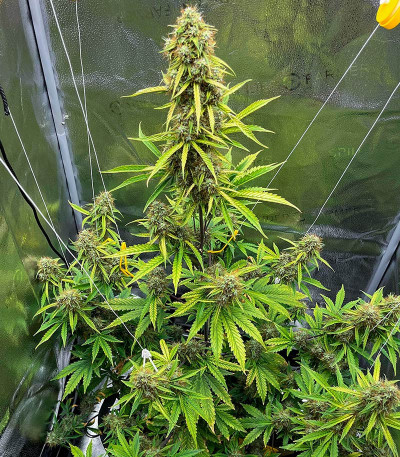 Семена сорта CBD Lemon Auto fem (Herbies Seeds)