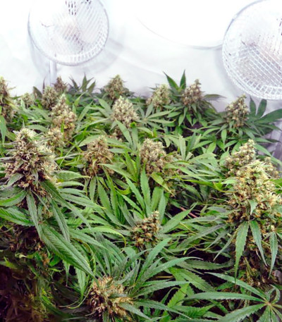 Семена марихуаны CBD Kush 