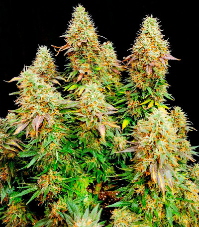 Семена сорта Power Plant X fem (Семяныч)